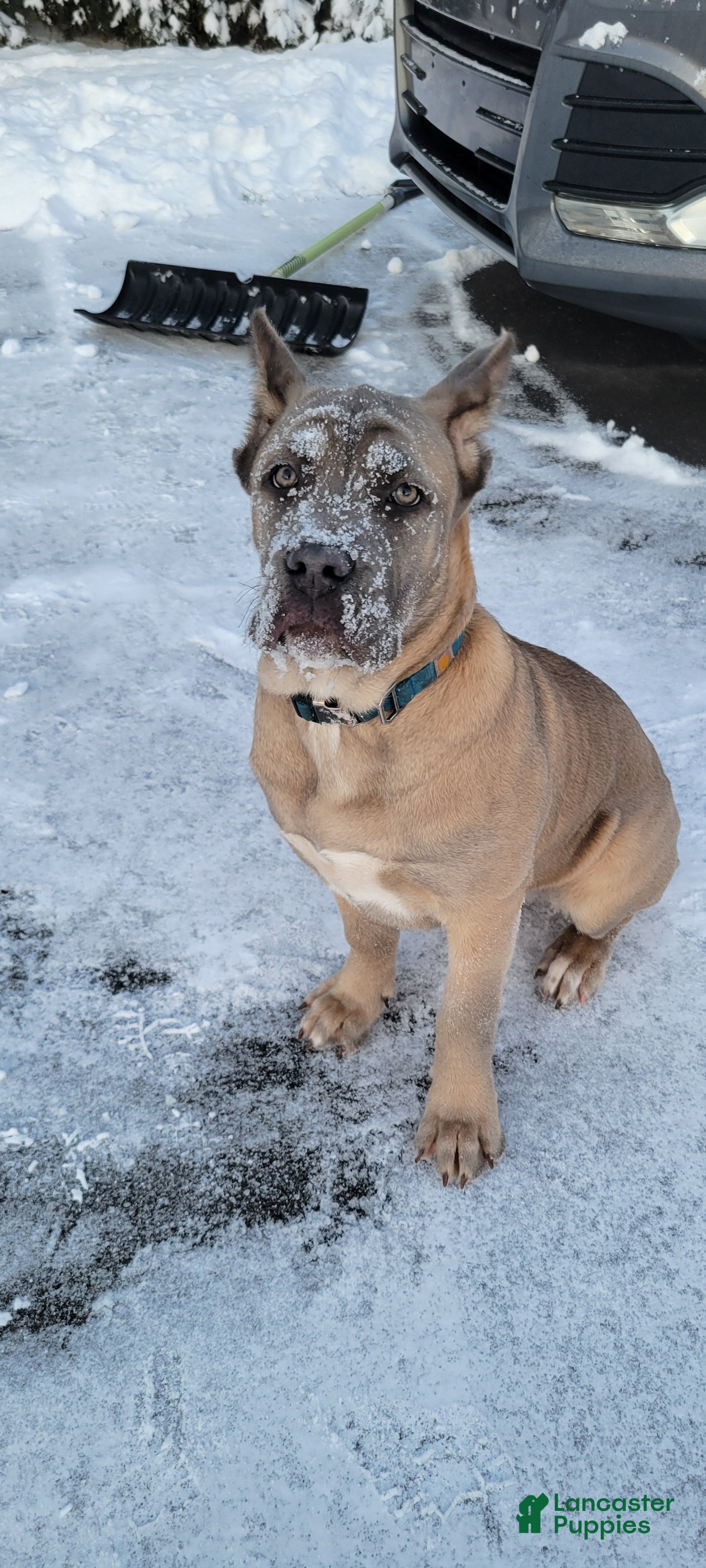 Cane Corso dogs Cane Corso Puppy 1 - Ad 2