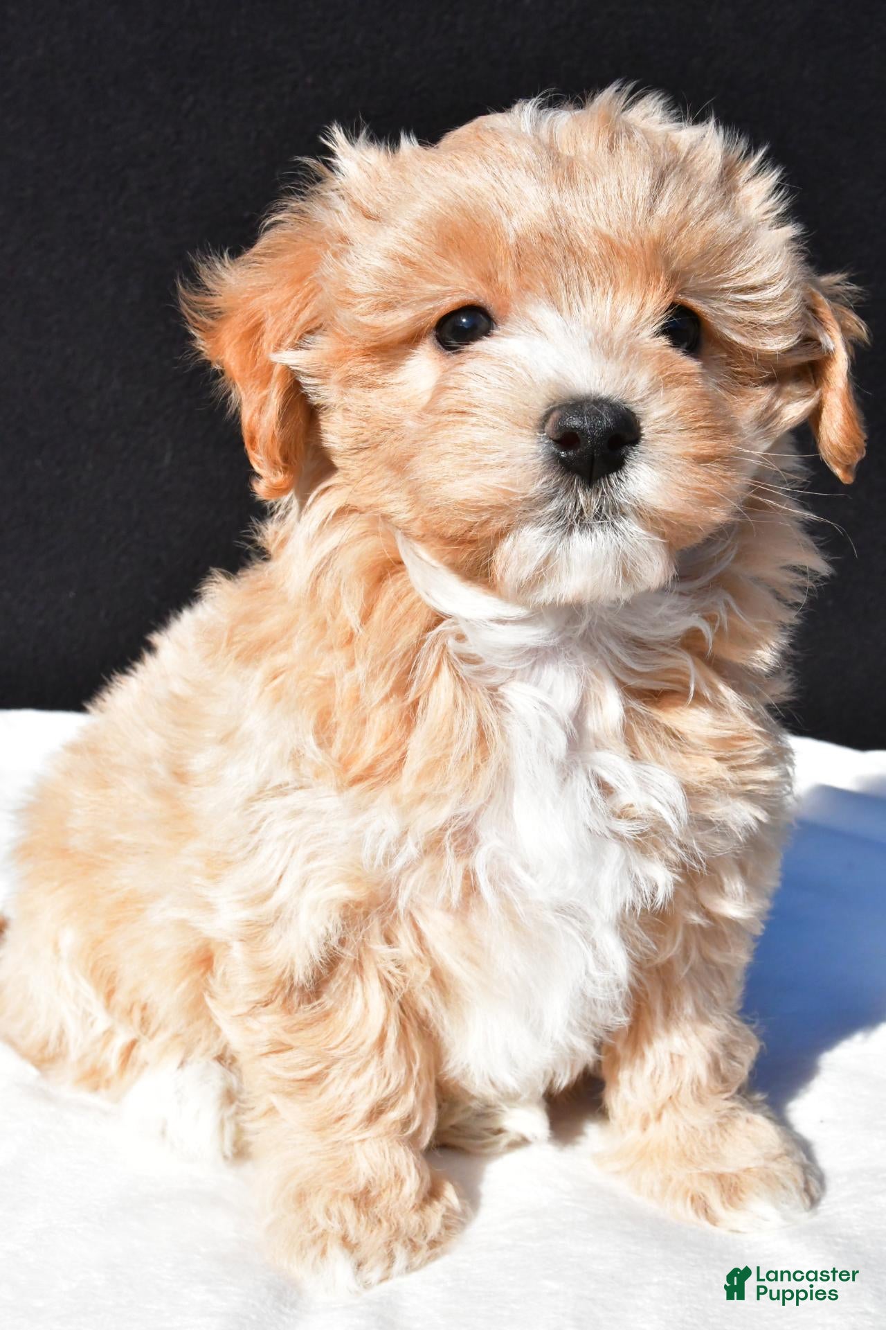 Maltipoo dogs for sale: Mia - Ad 2