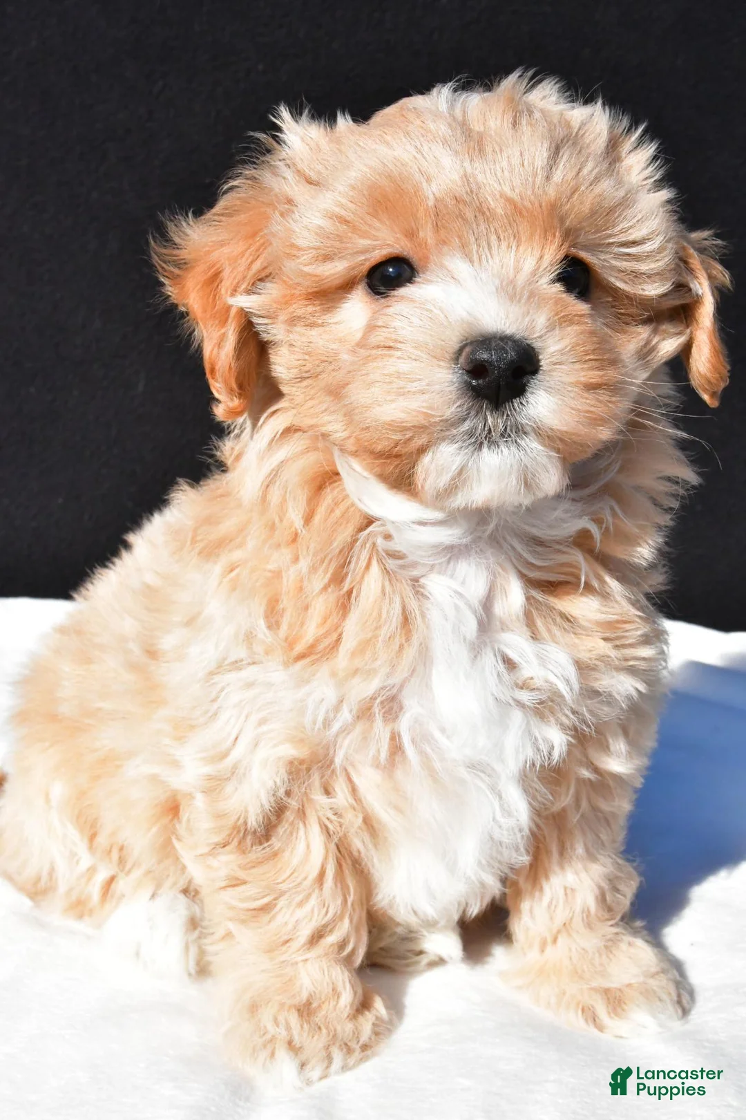 Maltipoo dogs for sale: Mia - Ad 2