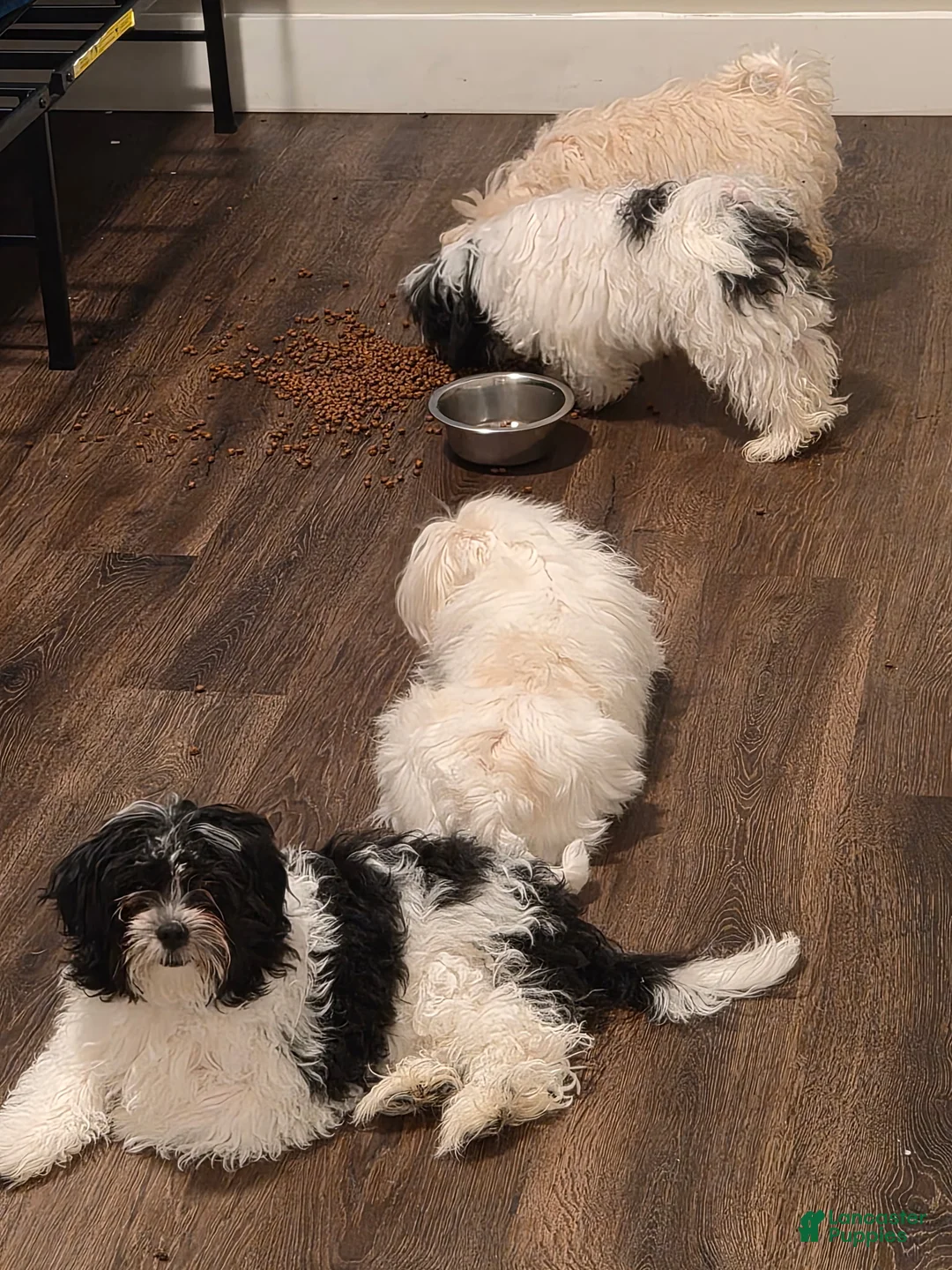 Mixed Breed dogs for sale: Mixed Breed Puppy 2 - Ad 2