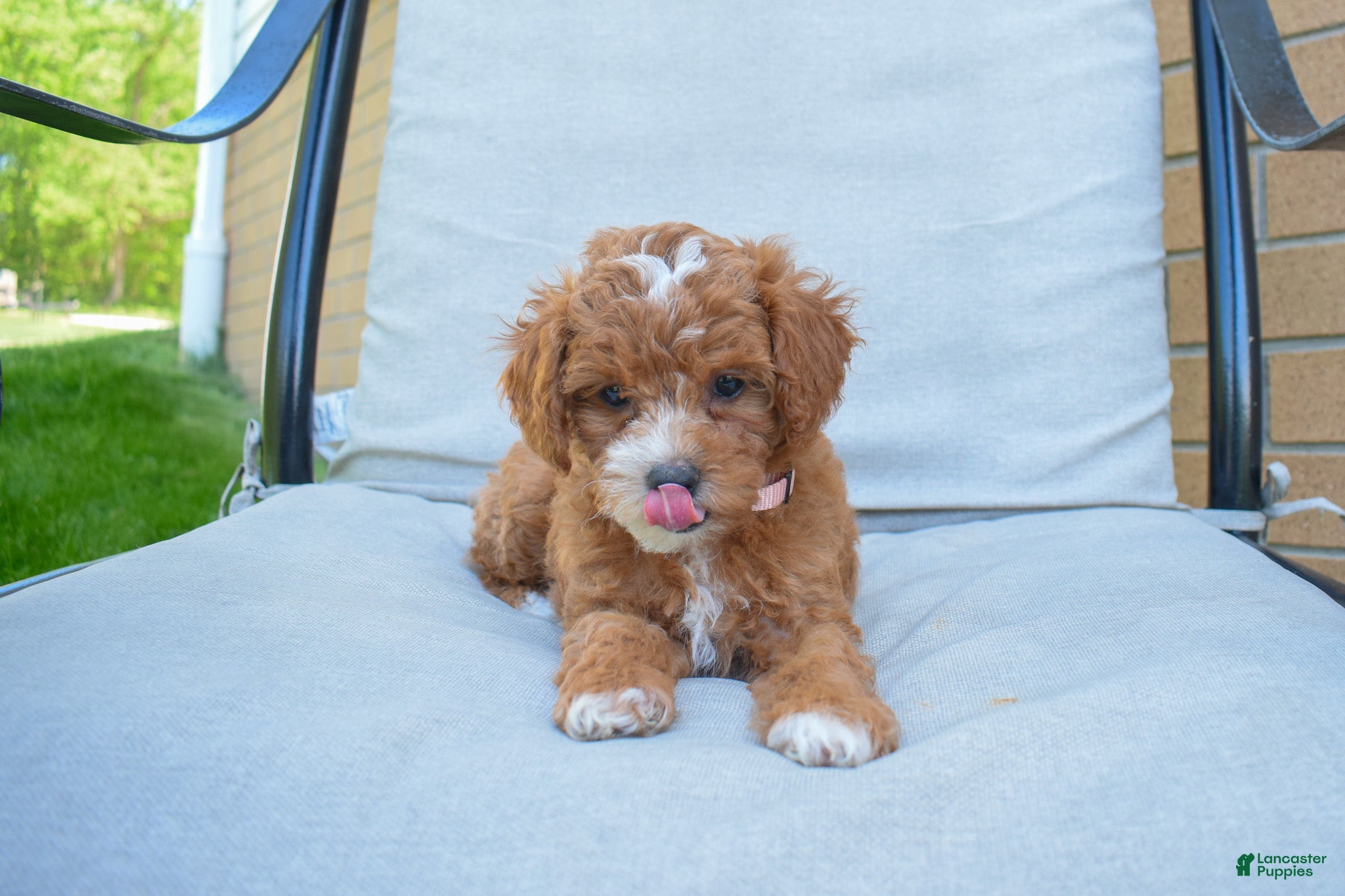 Miniature Poodle dogs Dixie 💕🐶 - Ad 2