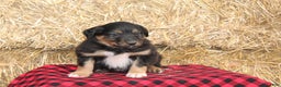 English Shepherd dogs for sale: Tommy - Ad 3