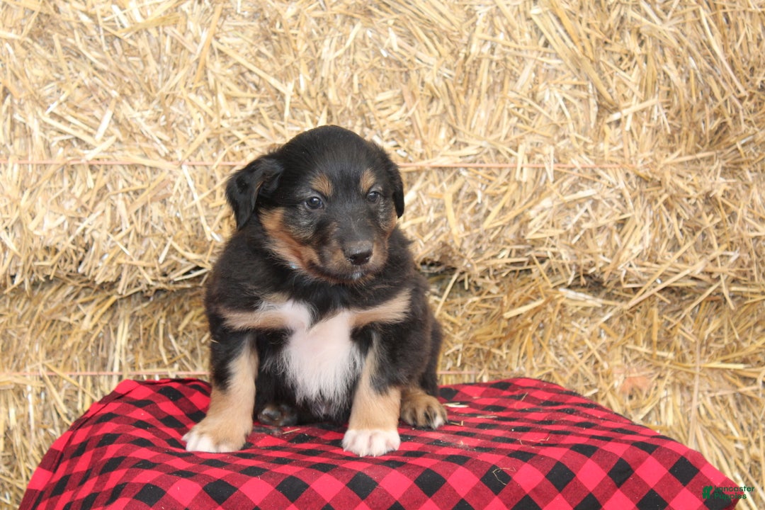 English Shepherd dogs for sale: Tommy - Ad 3
