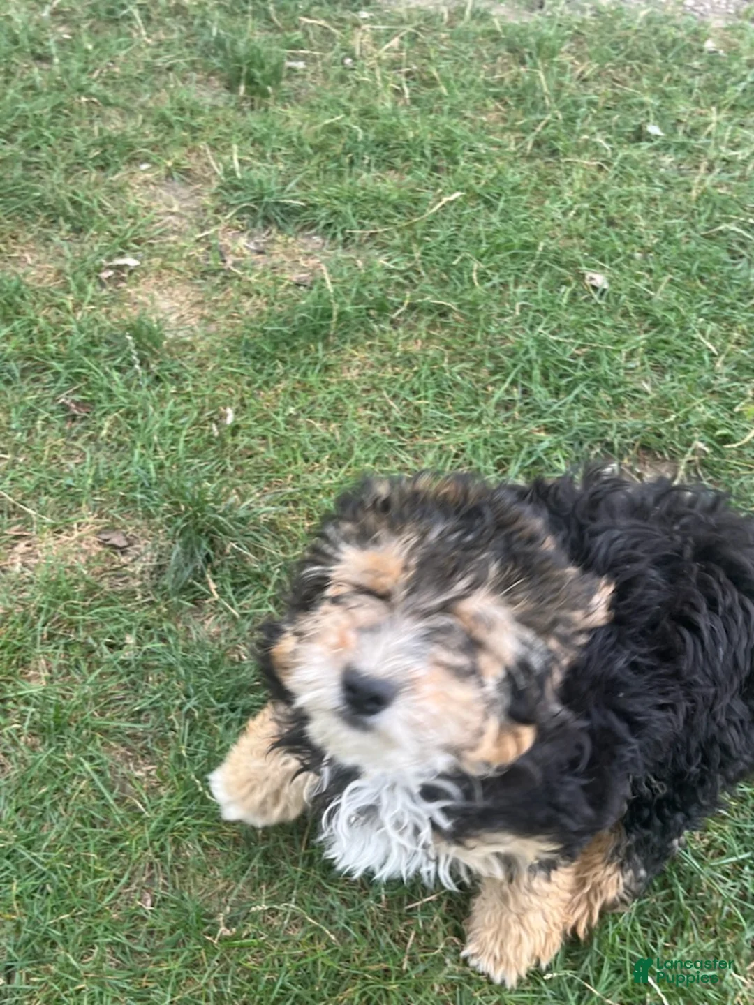 Aussiedoodle dogs for sale: Zoe - Ad 3