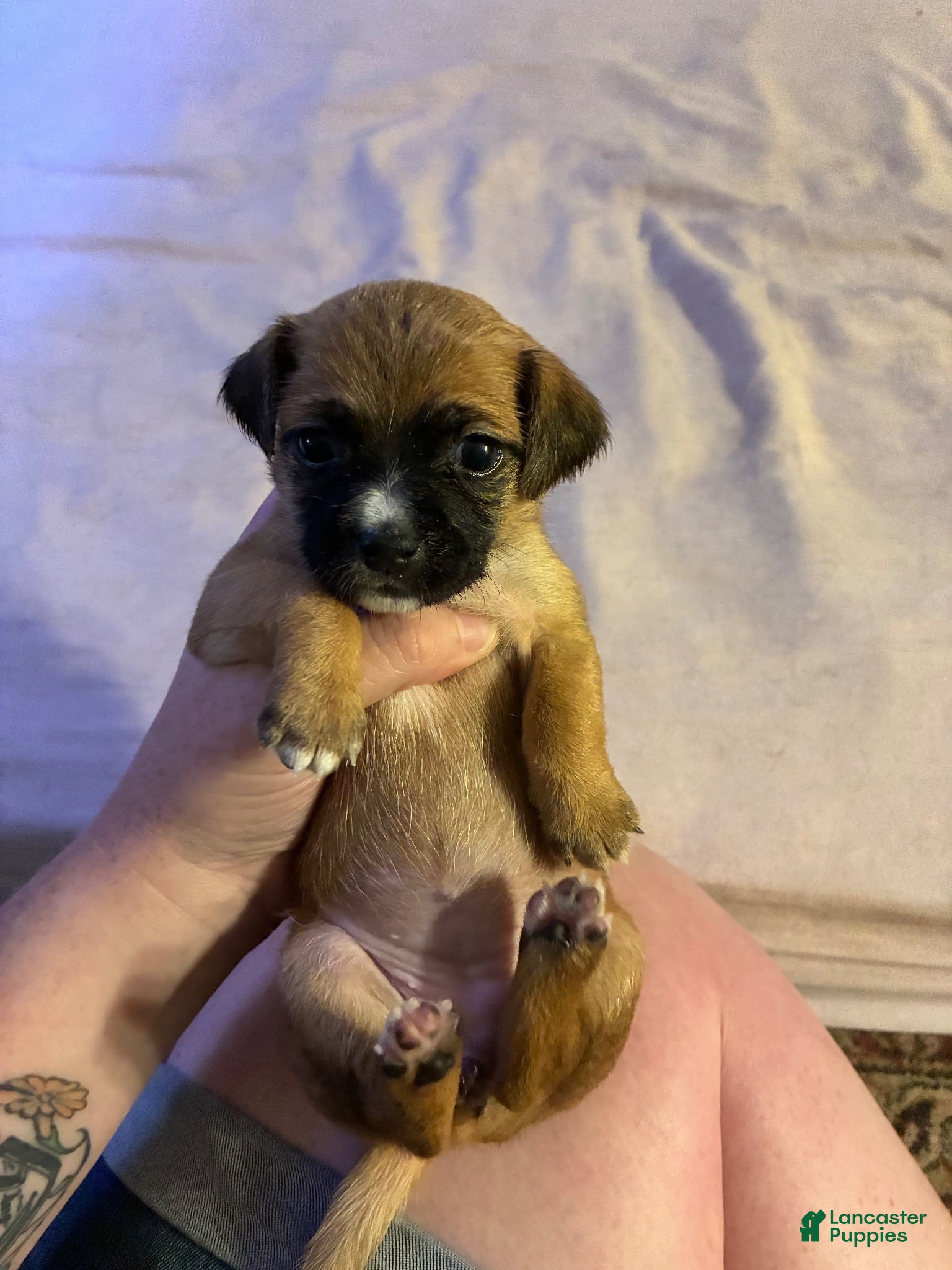 Mixed Breed dogs Sage - Ad 27