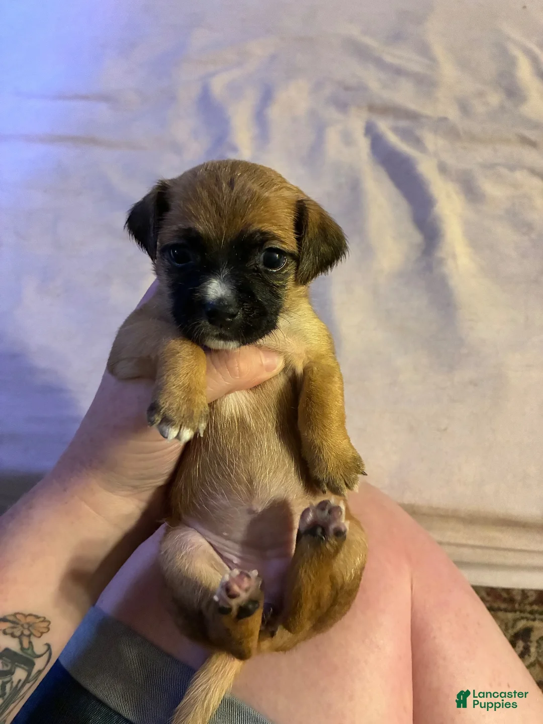 Mixed Breed dogs for sale: Sage - Ad 1