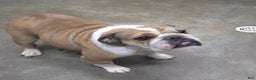 English Bulldog dogs for sale: Adrian - Ad 9