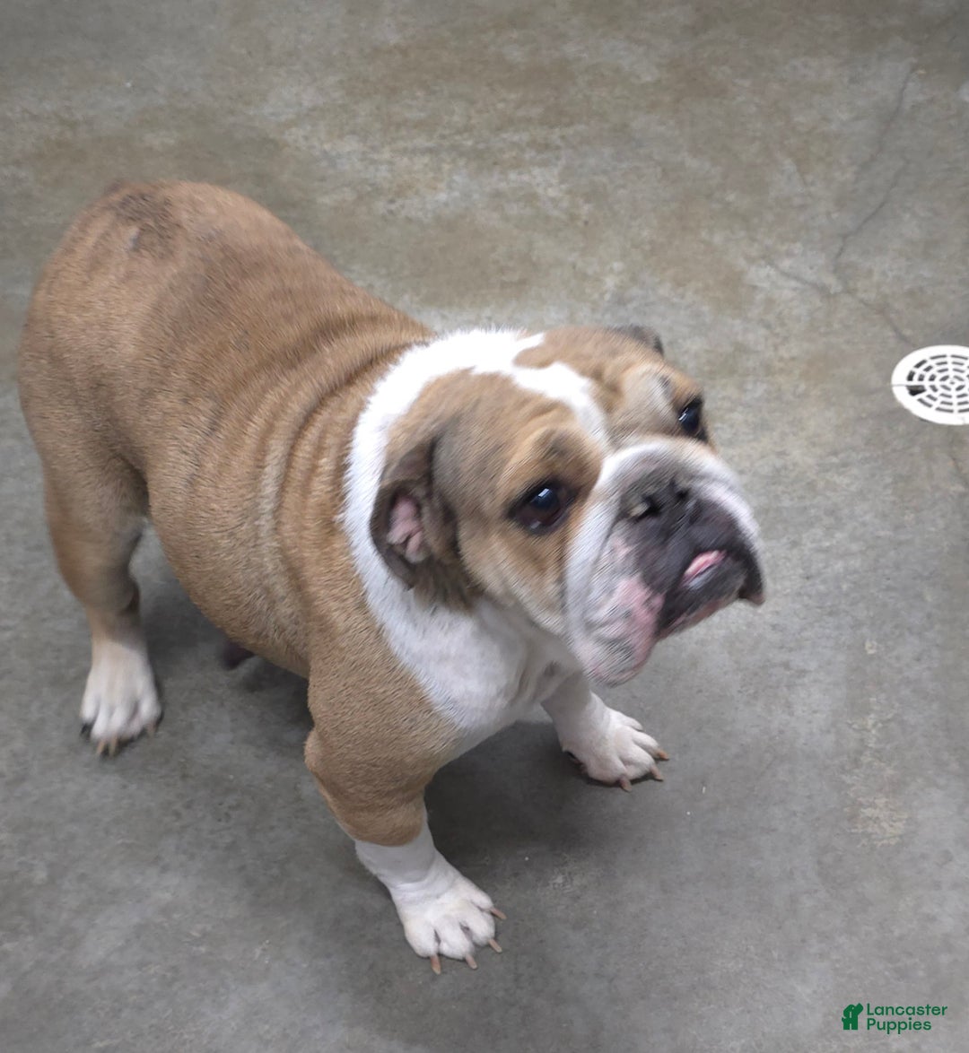 English Bulldog dogs for sale: Adrian - Ad 9