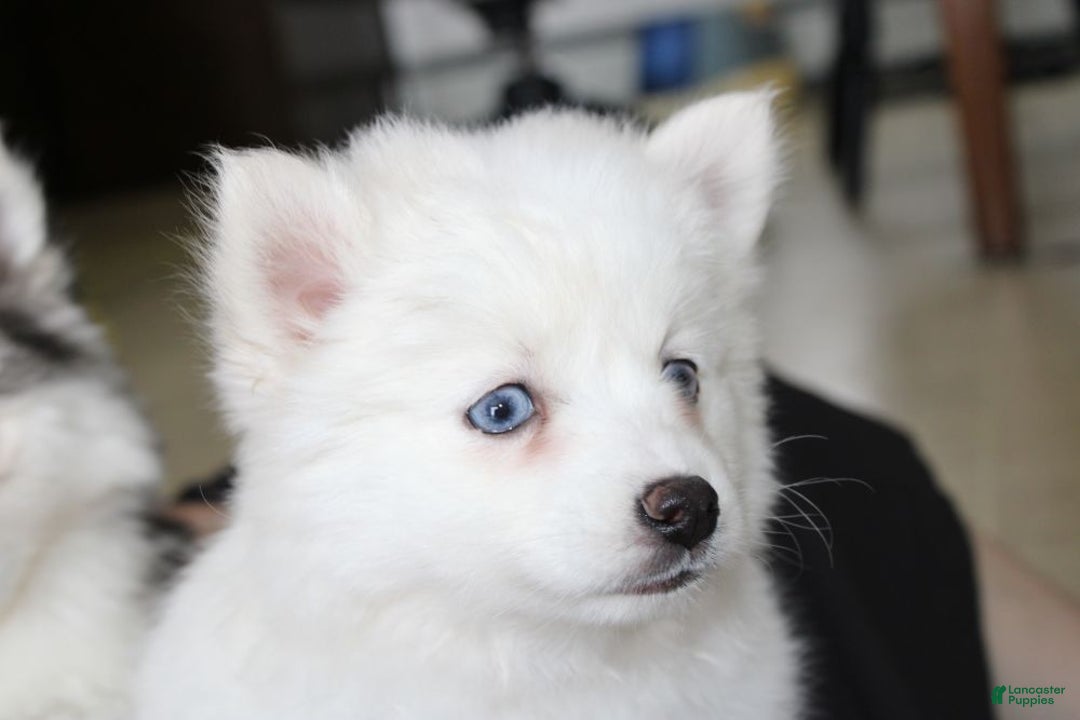 Pomsky dogs for sale: Cream Puff - Ad 5
