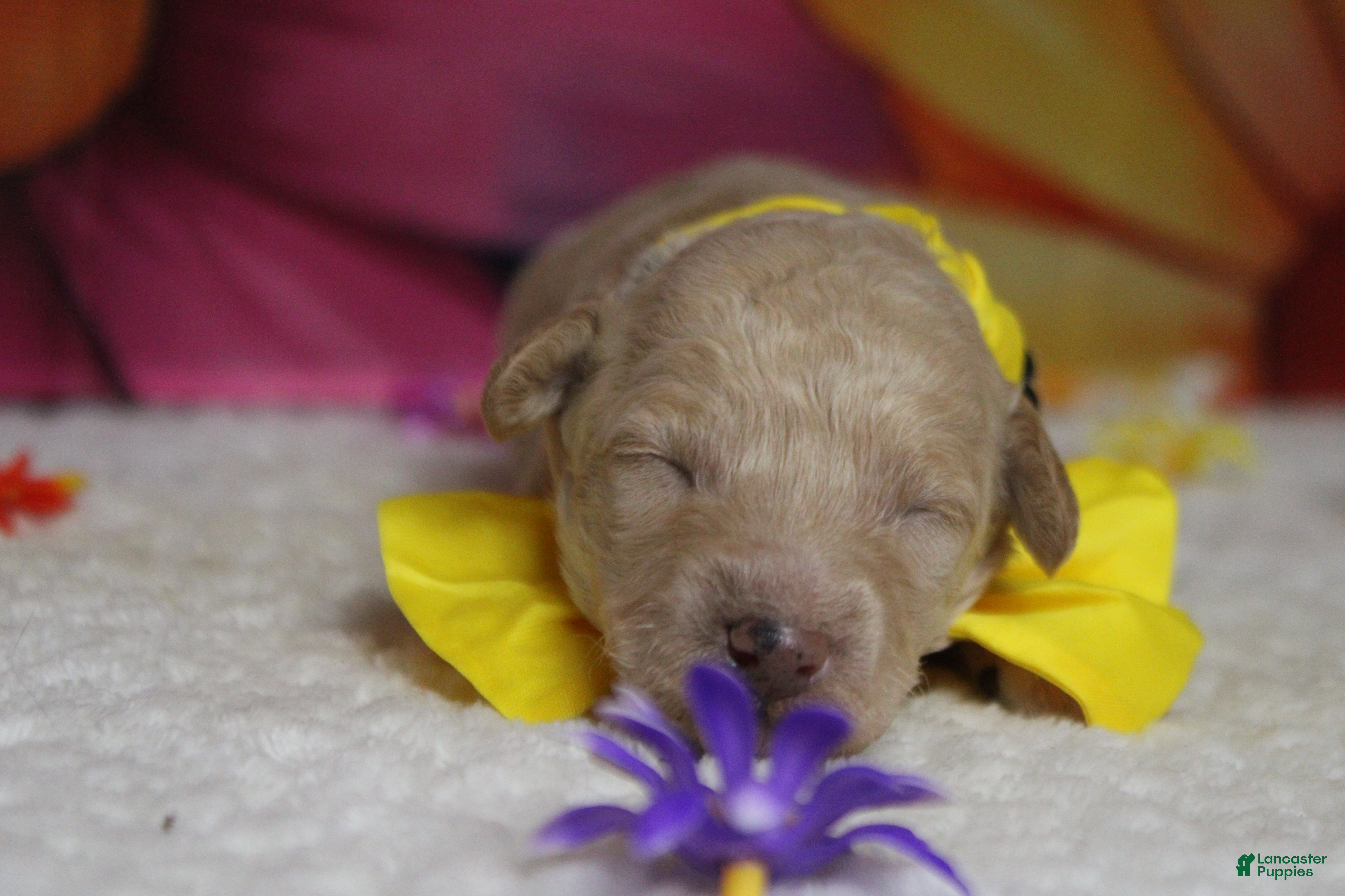 Toy Poodle dogs Theodore  - Ad 1