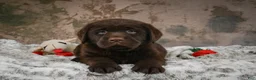 Labrador Retriever dogs for sale: Scout - Ad 6