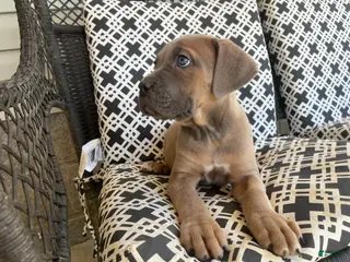 Cane Corso dogs Cane Corso Puppy 2 - Ad 34