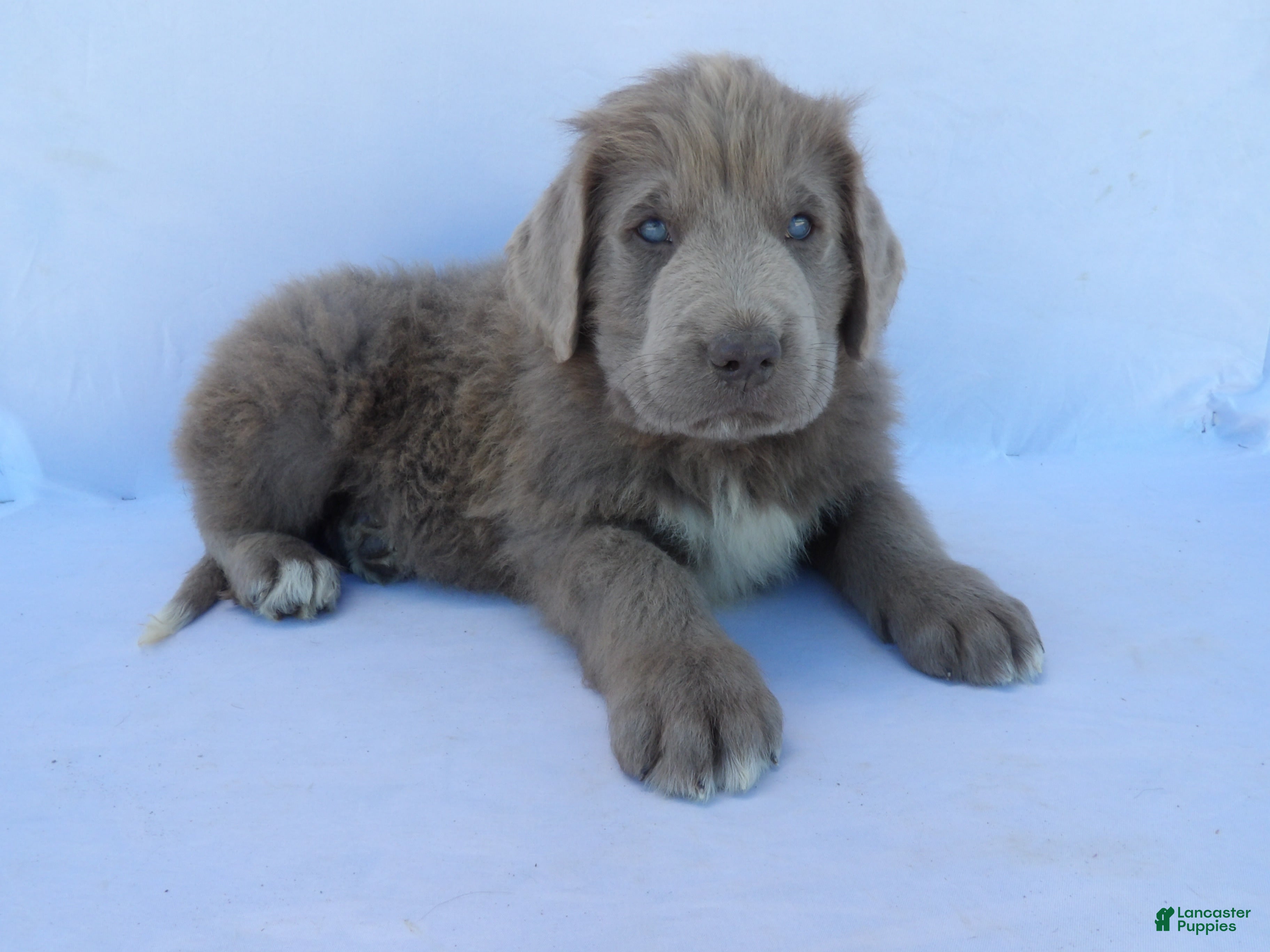 Newfoundland dogs for sale: Tucker - Ad 1