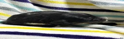 Aussiedoodle dogs for sale: Aussiedoodle 6 - Ad 4