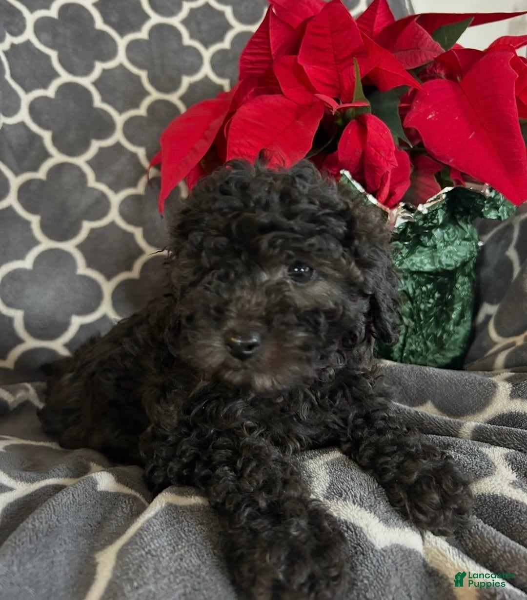 Cockapoo dogs for sale: Bella - Ad 1