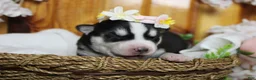 Siberian Husky dogs for sale: Sasha  - Ad 2