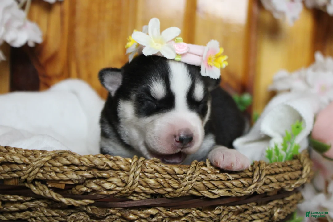 Siberian Husky dogs for sale: Sasha  - Ad 2