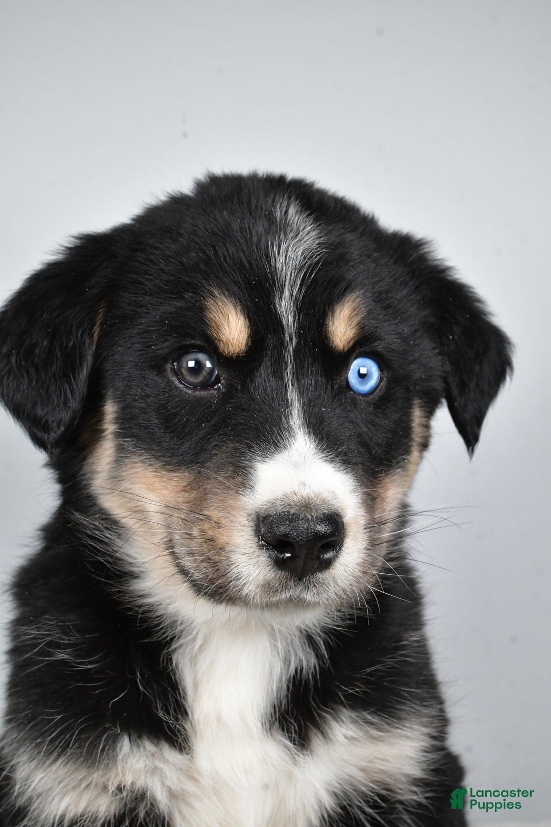 Mixed Breed dogs for sale: Axel - Ad 7