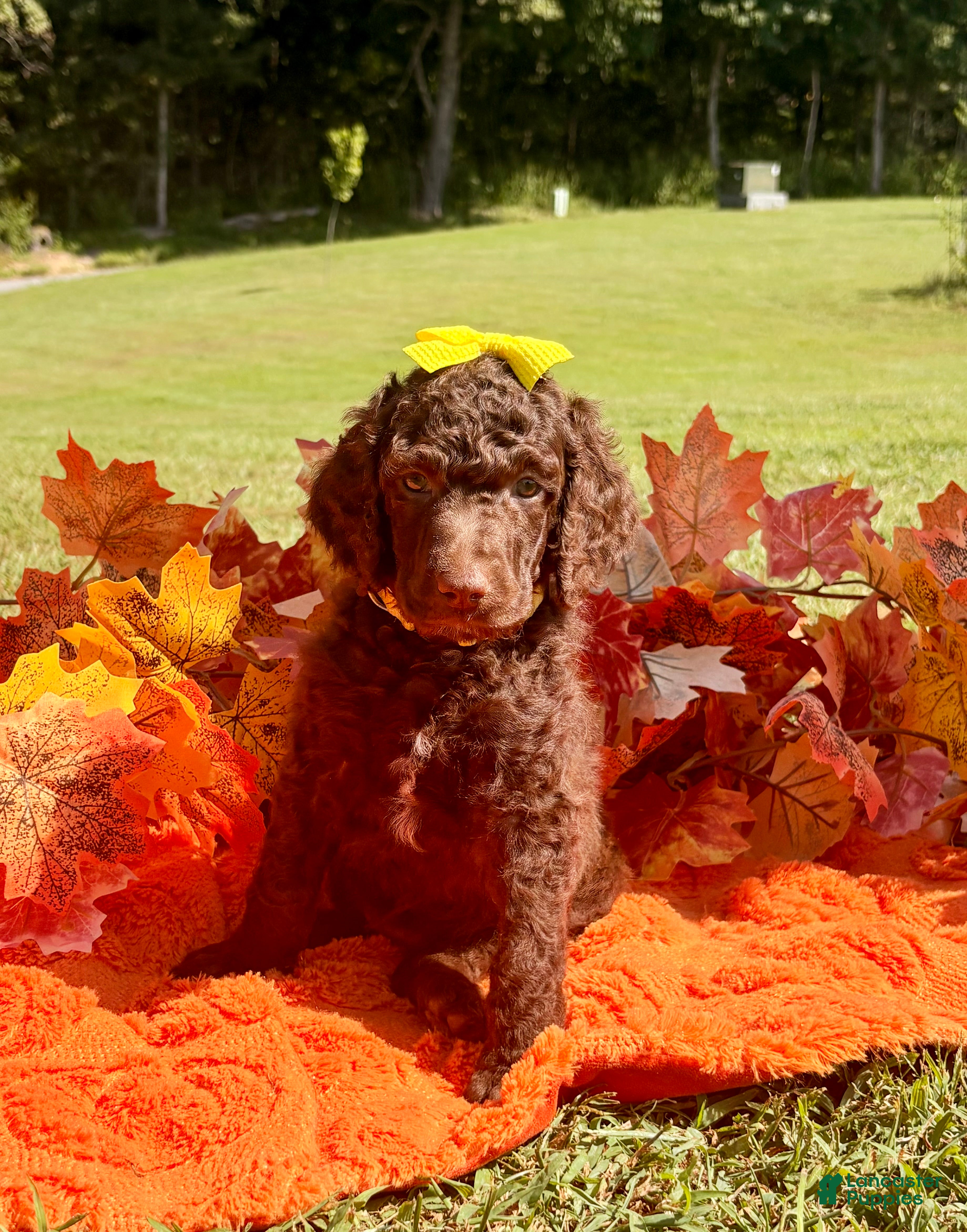 Standard Poodle dogs Gold collar - Ad 1