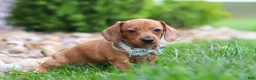 Miniature Dachshund dogs for sale: Ace - Ad 2