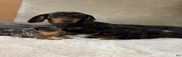 Dachshund dogs for sale: Dachshund Puppy 2 - Ad 3