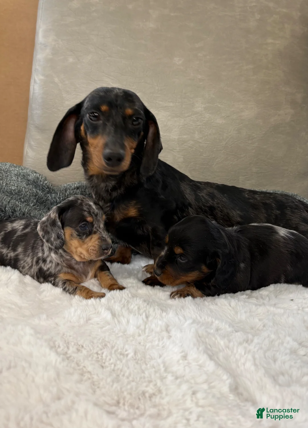 Dachshund dogs for sale: Dachshund Puppy 2 - Ad 3