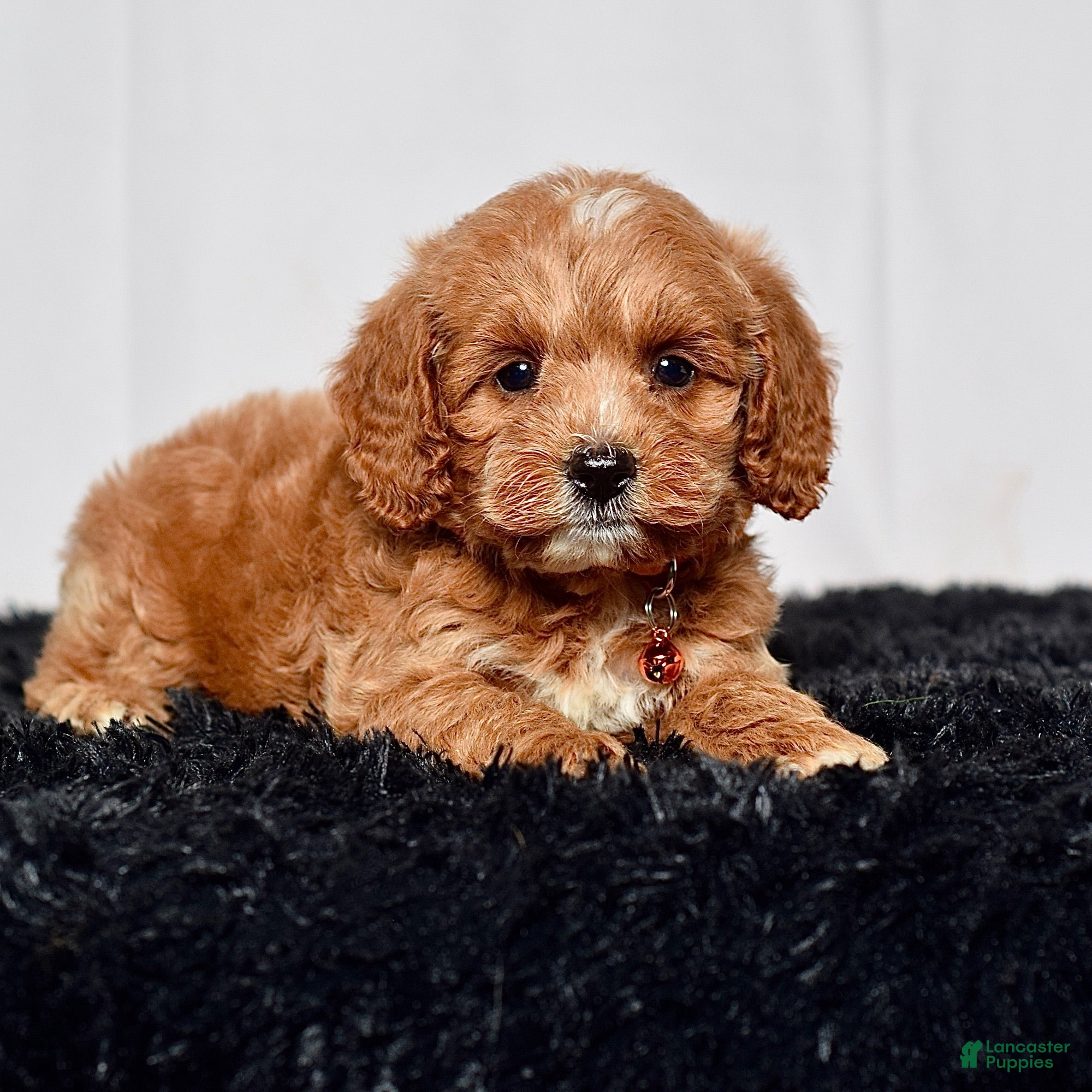 Mini Goldendoodle dogs Mr. Luigi - Ad 1