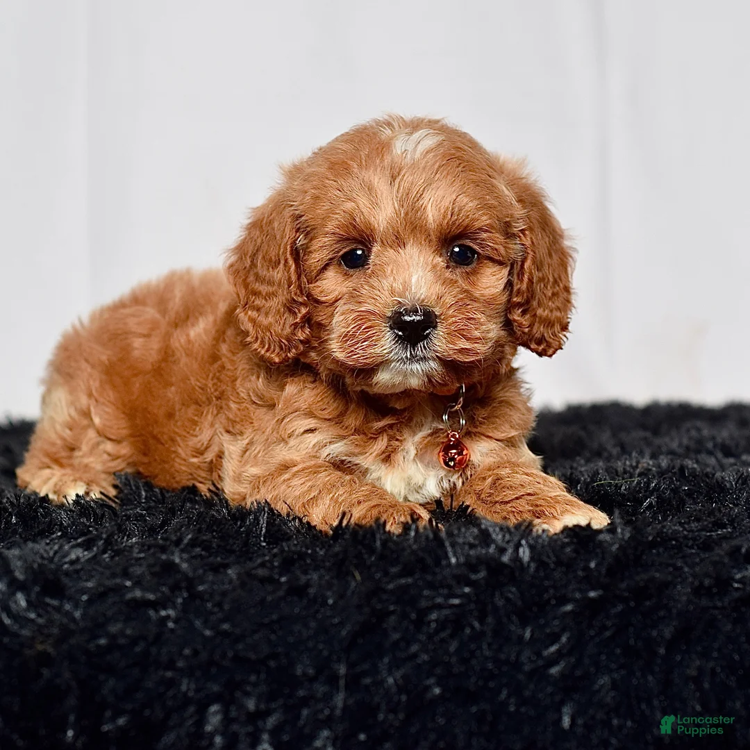 Mini Goldendoodle dogs for sale: Mr. Luigi - Ad 1