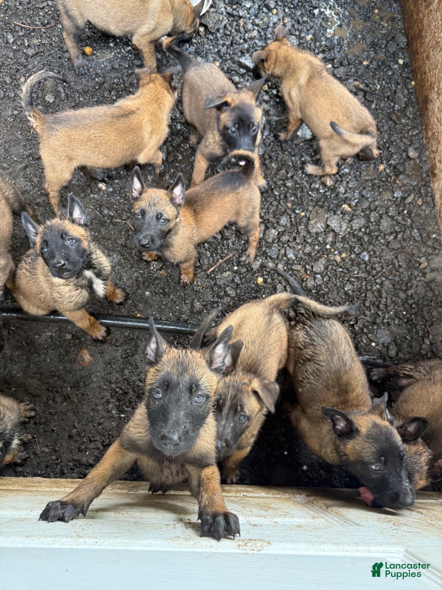 Belgian Malinois dogs Belgian Malinois 5 - Ad 1