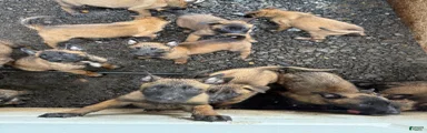 Belgian Malinois 5