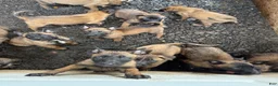 Belgian Malinois dogs for sale: Belgian Malinois 5 - Ad 1
