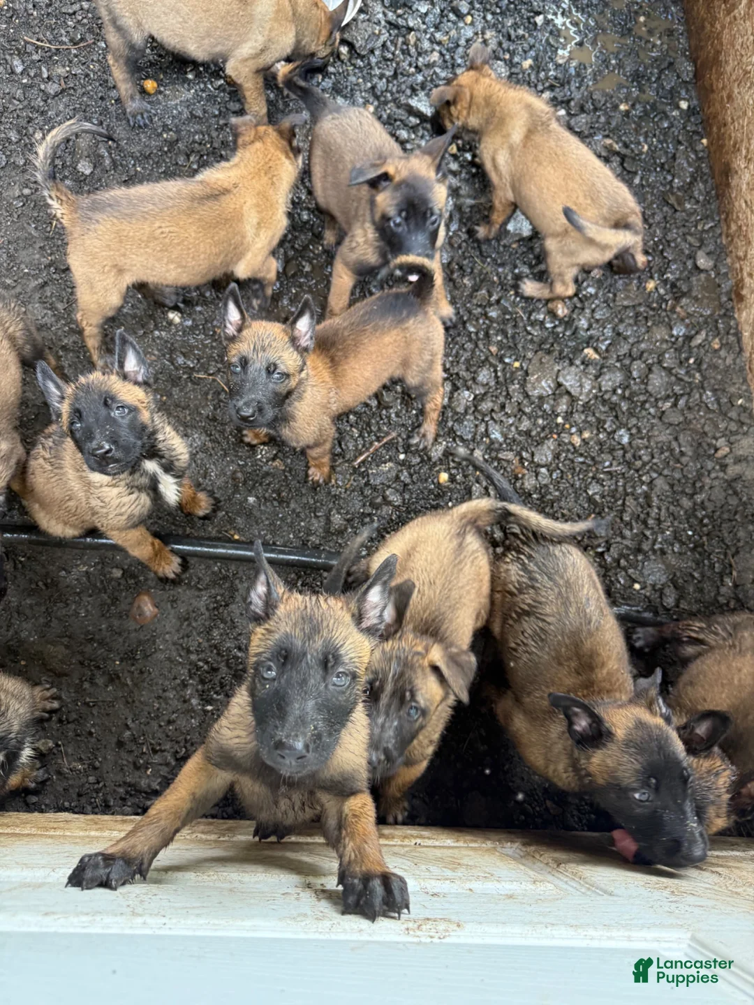 Belgian Malinois dogs for sale: Belgian Malinois 5 - Ad 1