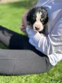 Bernese Mountain Dog Puppy 7