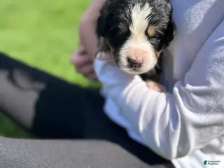 Bernese Mountain Dog dogs Bernese Mountain Dog Puppy 7 - Ad 18