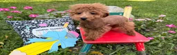 Toy Poodle dogs for sale: Bucky  - Ad 3