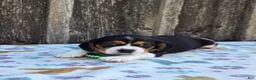 Beaglier dogs for sale: Chase - Ad 4