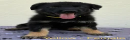 German Shepherd dogs for sale: Daisy - Ad 2