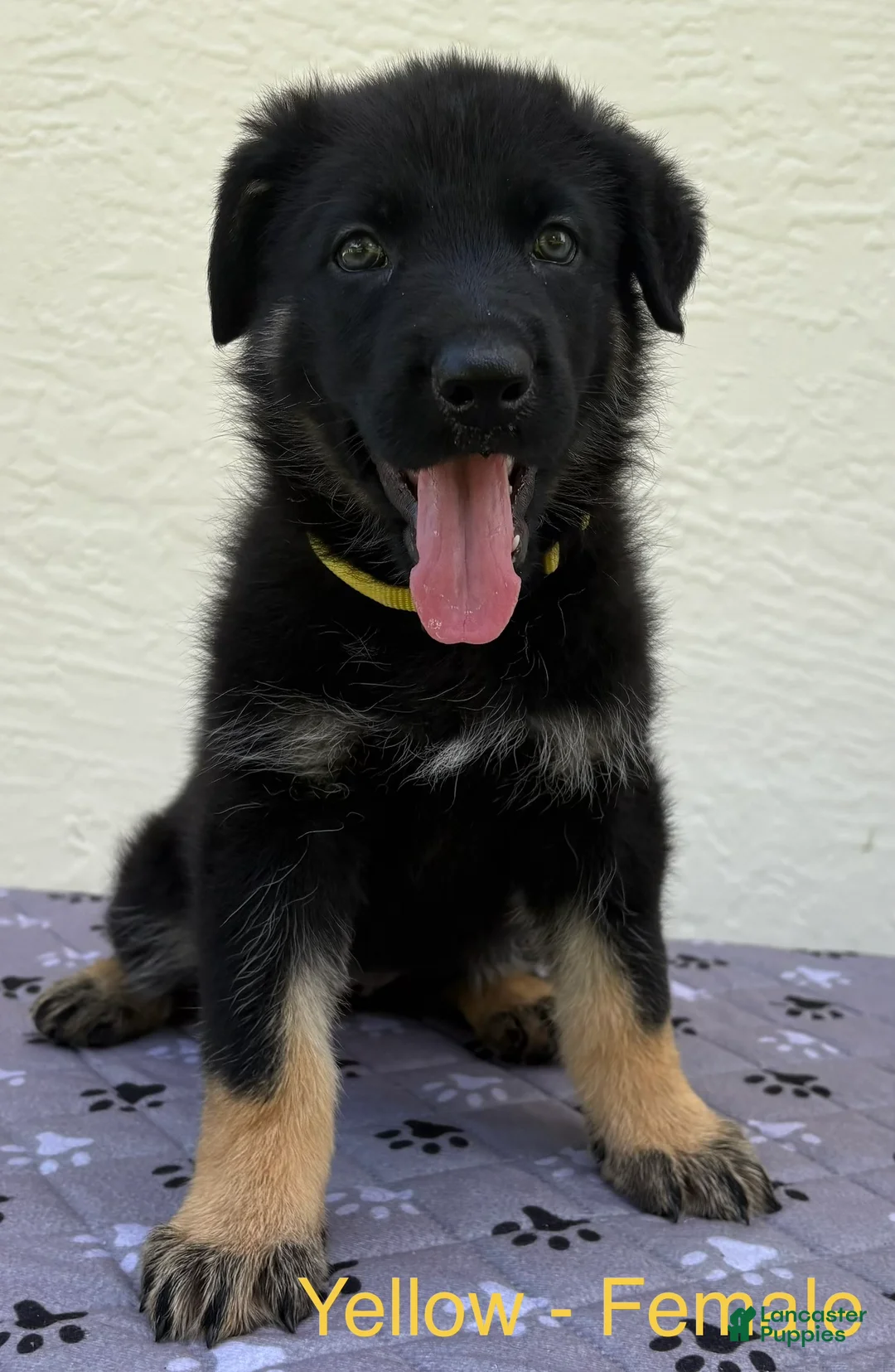 German Shepherd dogs for sale: Daisy - Ad 2