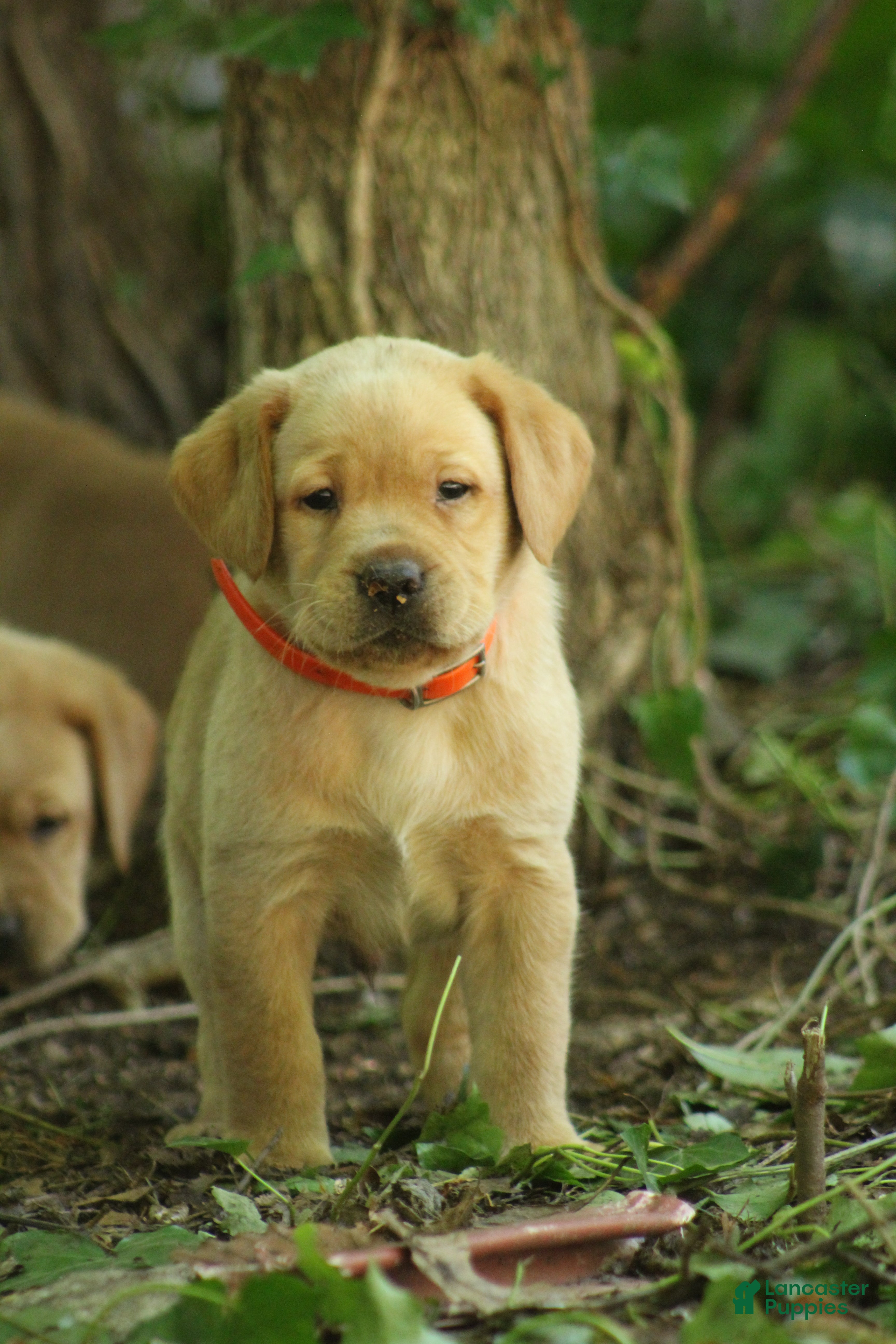 Labrador Retriever dogs Simba - Ad 1