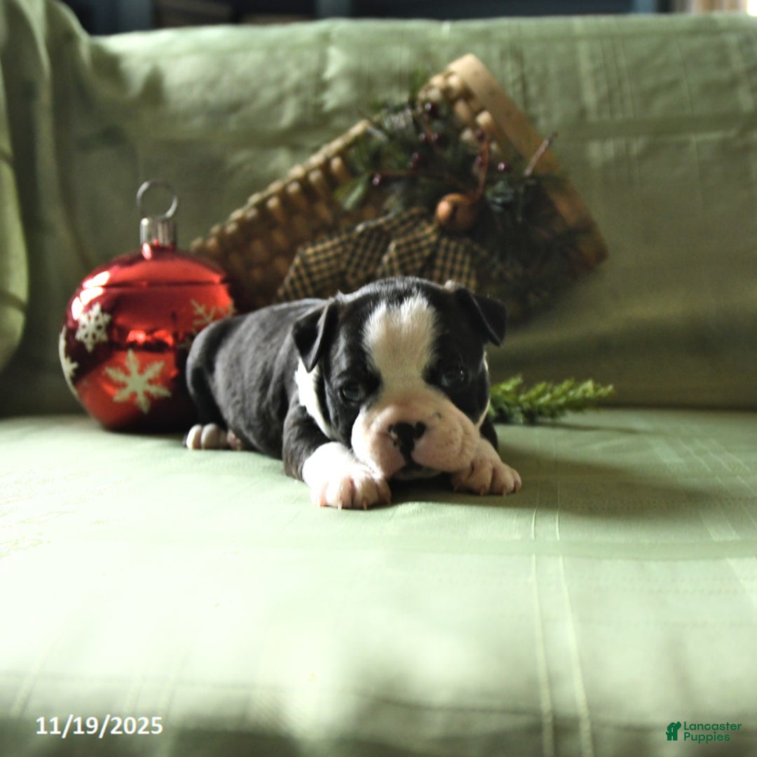 Boston Terrier dogs for sale: Oscar - Ad 10