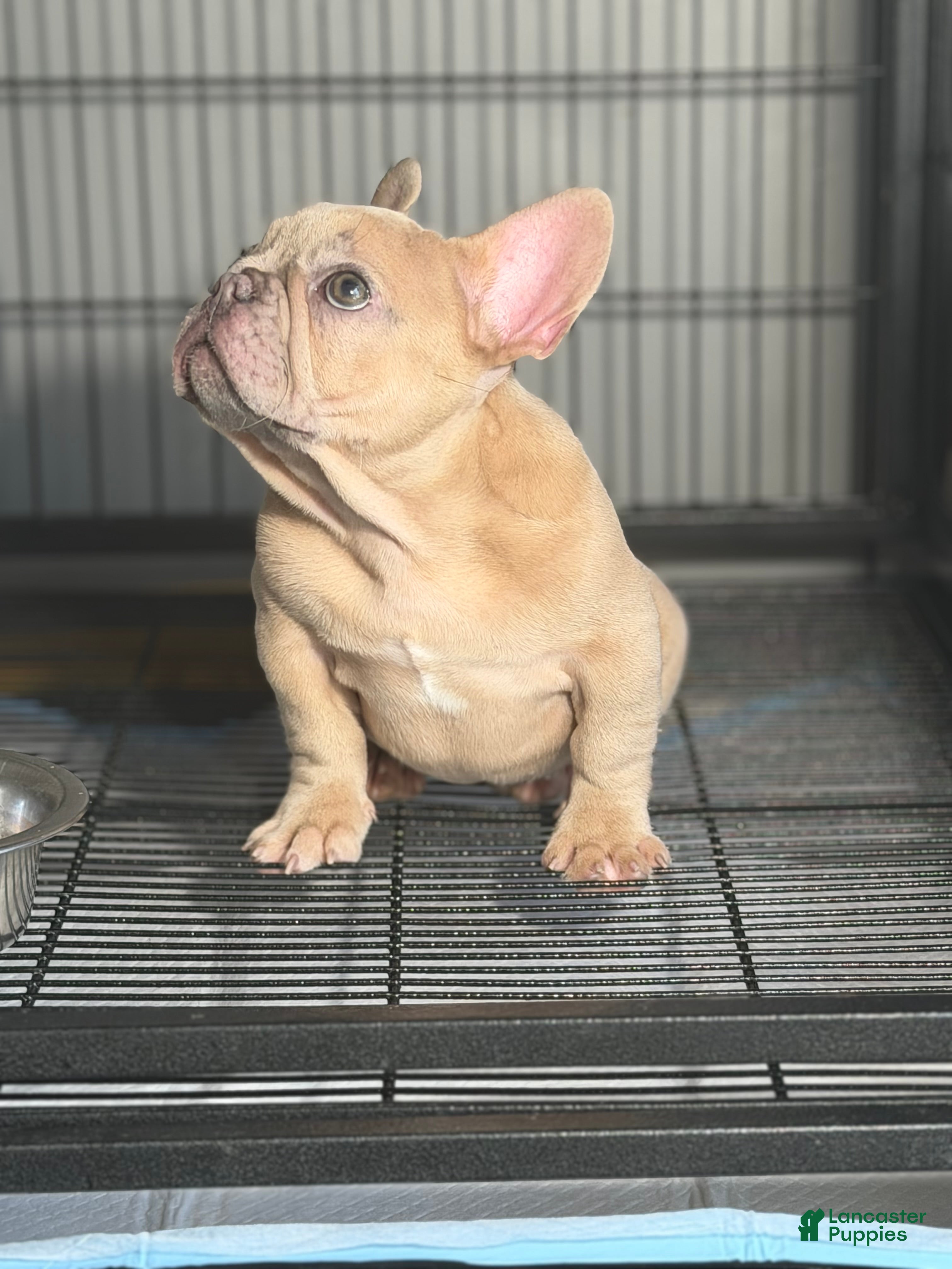 French Bulldog dogs Fawn Girl  - Ad 2