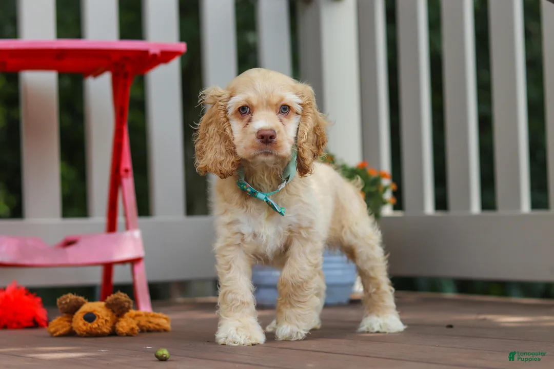 Cocker Spaniel dogs for sale: Theo - Ad 2
