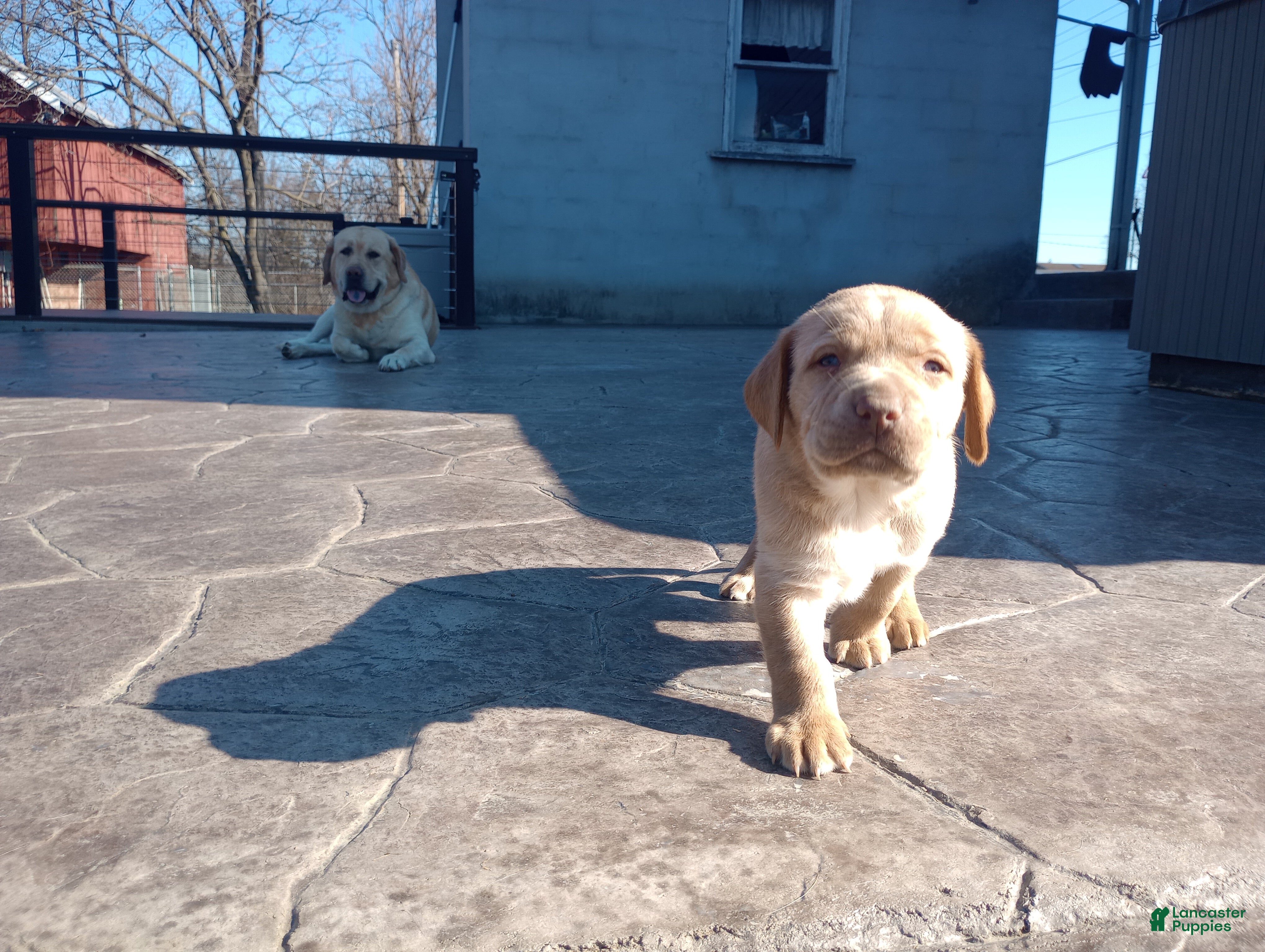 Labrador Retriever dogs Baby Crash - Ad 1