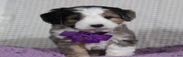 Mini Aussiedoodle dogs for sale: Odie - Ad 3