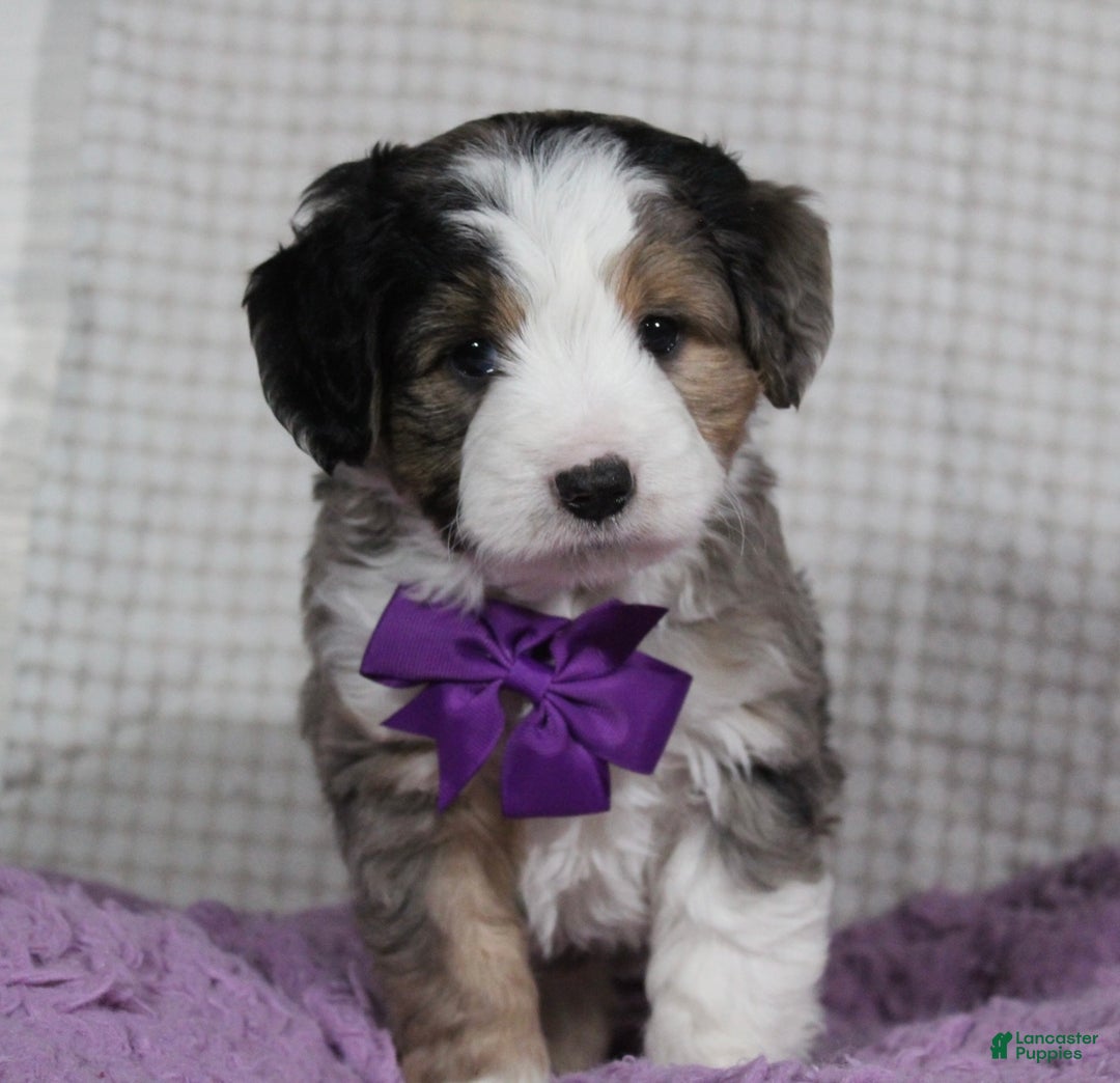 Mini Aussiedoodle dogs for sale: Odie - Ad 3