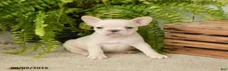 French Bulldog dogs for sale: Jackie - Ad 1