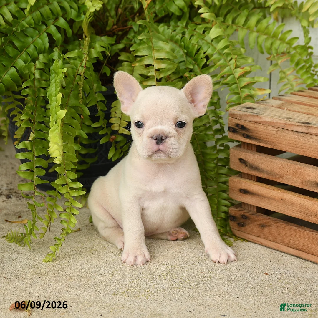 French Bulldog dogs for sale: Jackie - Ad 1