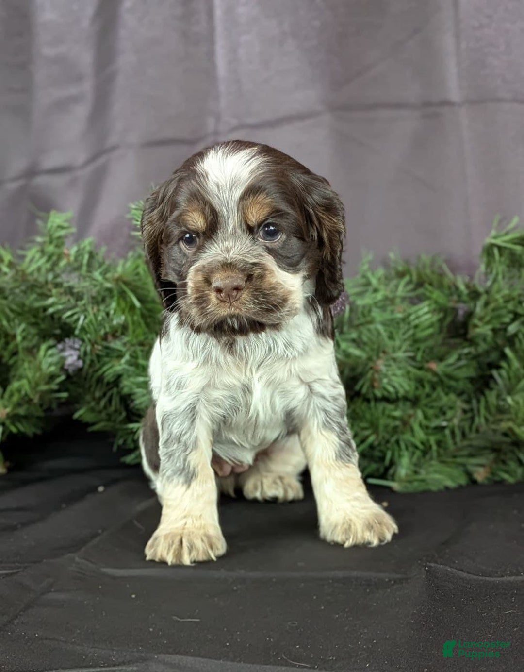 Cocker Spaniel dogs for sale: Valentina - Ad 6