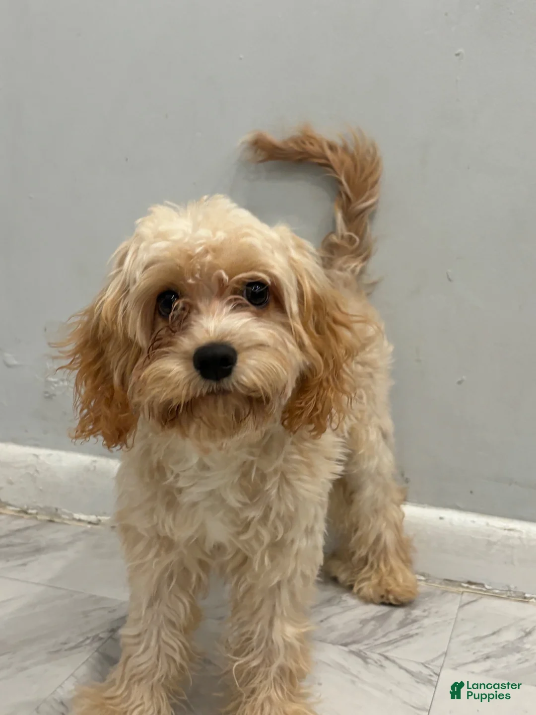 Cavapoo dogs for sale: Mateo - Ad 1