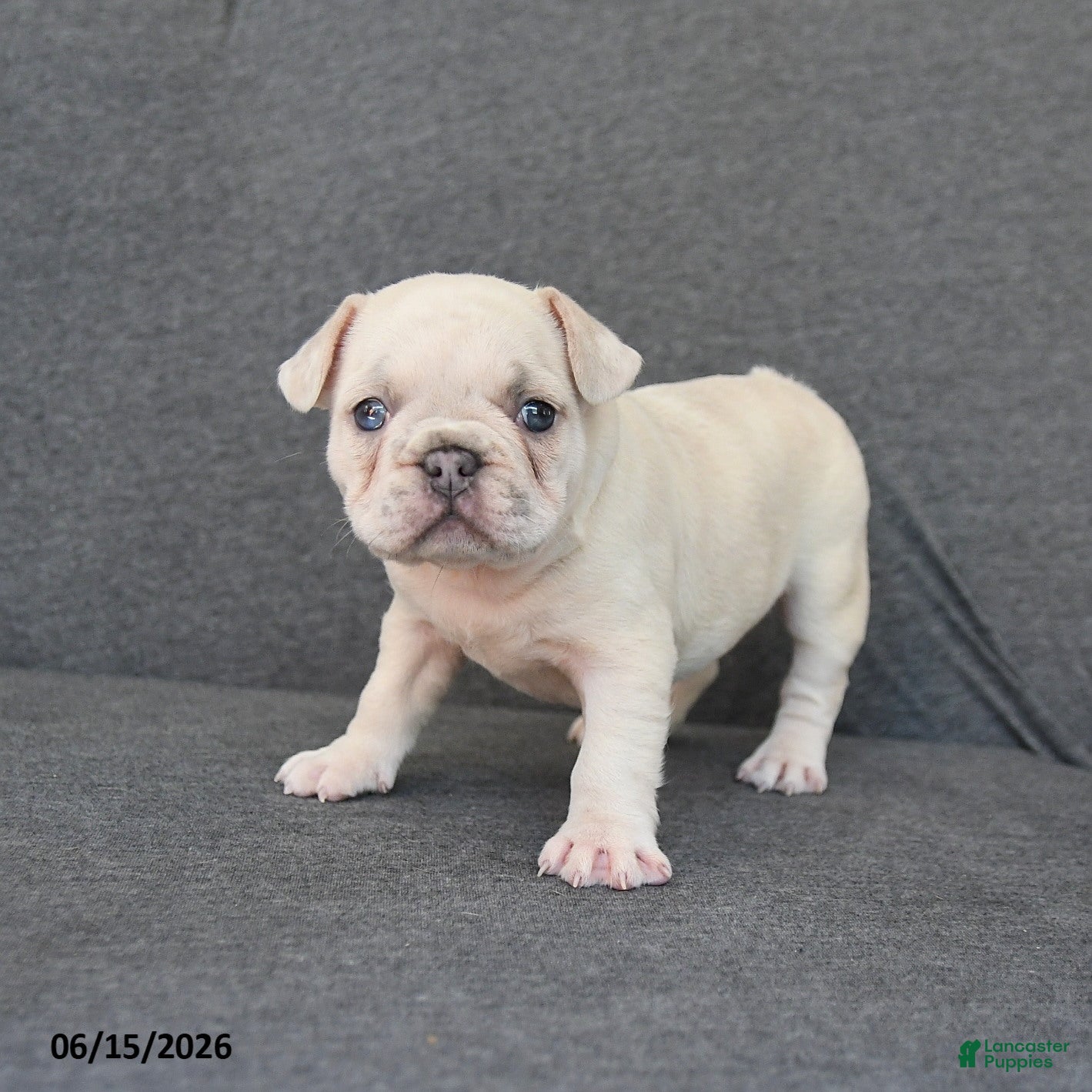 French Bulldog dogs Nancy - Ad 2